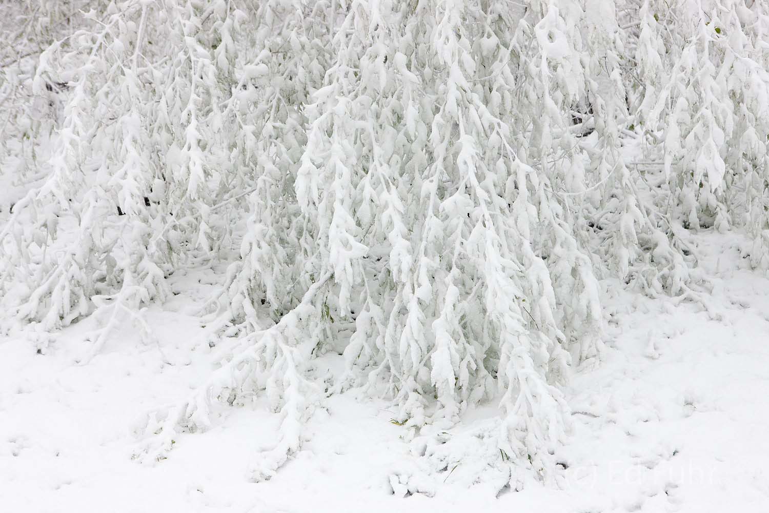 Bowed This young evergreen bows under the weight of a heavy wet snow.
