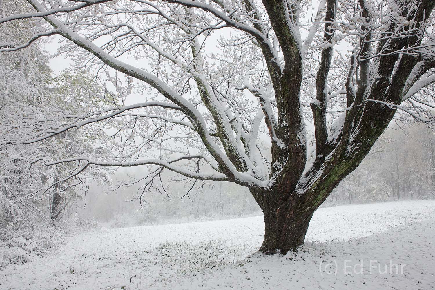 The maple at South River Overlook is splendid in all seasons, perhaps especially under a winter snow when Skyline Drive is closed...