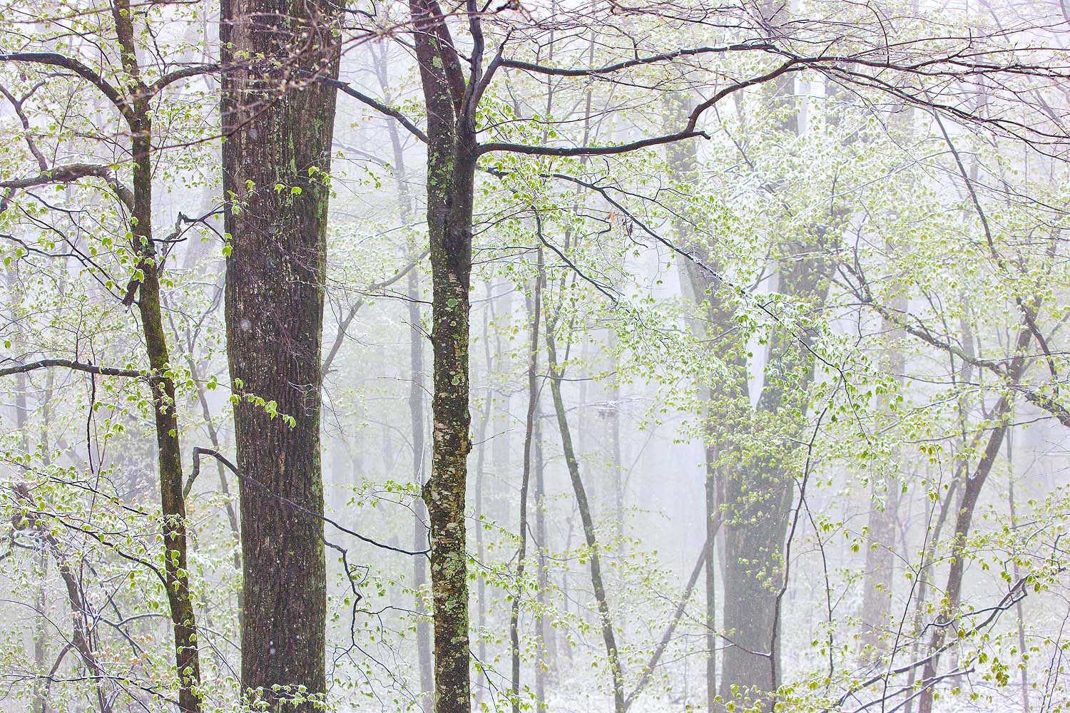 The early young green leaves seem to float in the the ethereal light of fog and snow in early spring.
