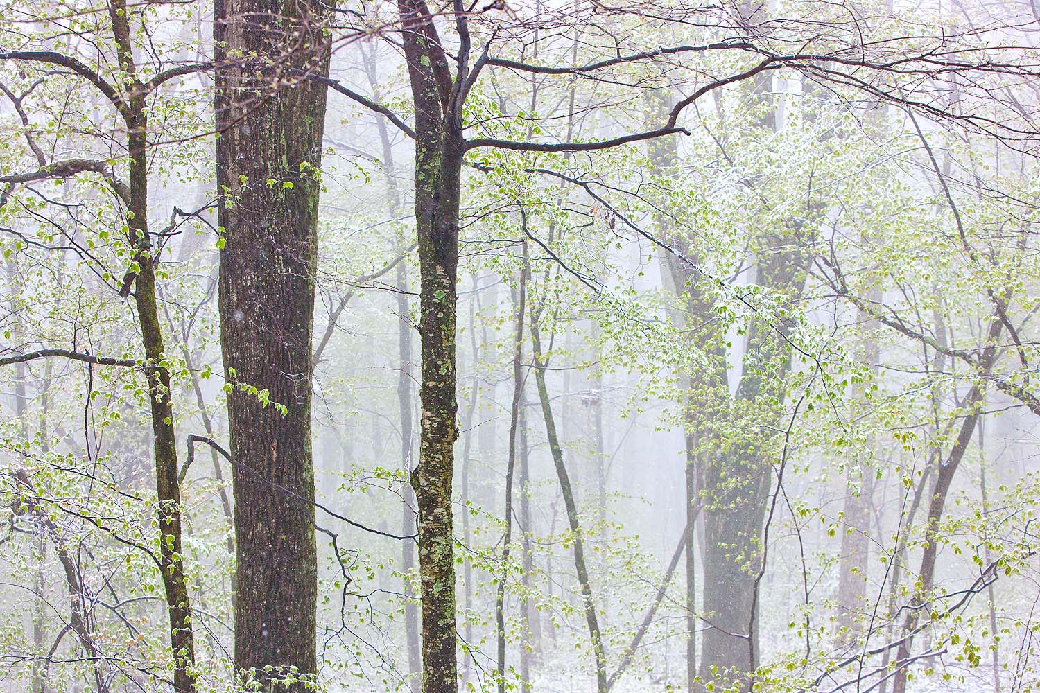 Ethereal The early young green leaves seem to float in the the ethereal light of fog and snow in early spring.