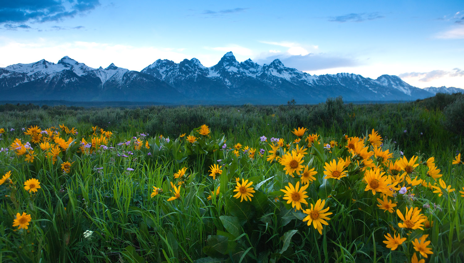 Morning Calm A field of flowers along Antelope Flats lean toward the rising sun.