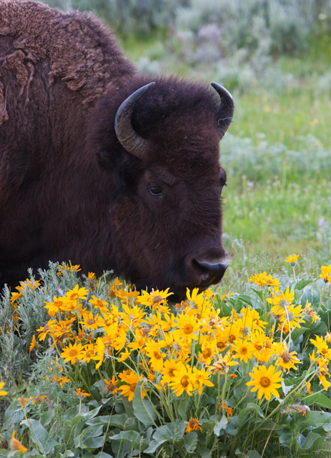 A bison enjoys some early summer flowers for breakfast.&nbsp;