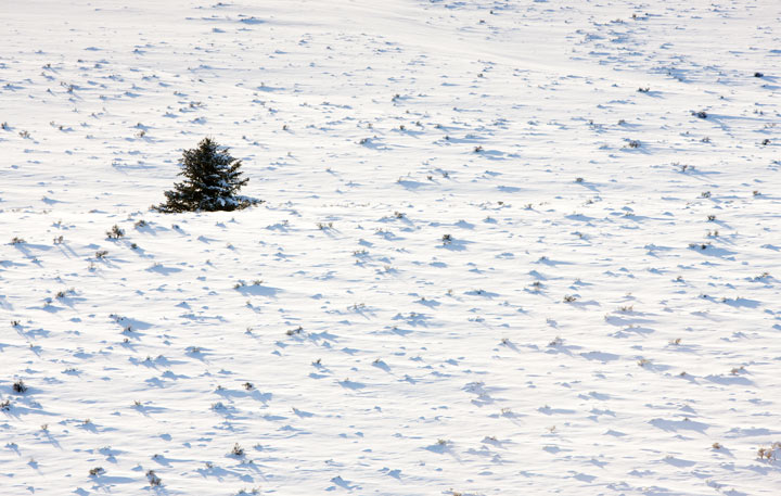A solitaty tree in a barren wilderness&nbsp;