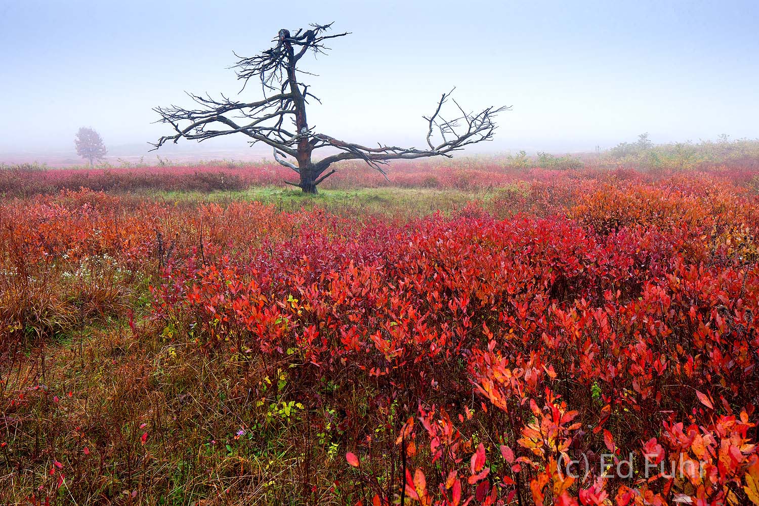 In autumn, the berry bushes that nourish birds and wildlife in summer, provide a rich red carpet in autumn.
