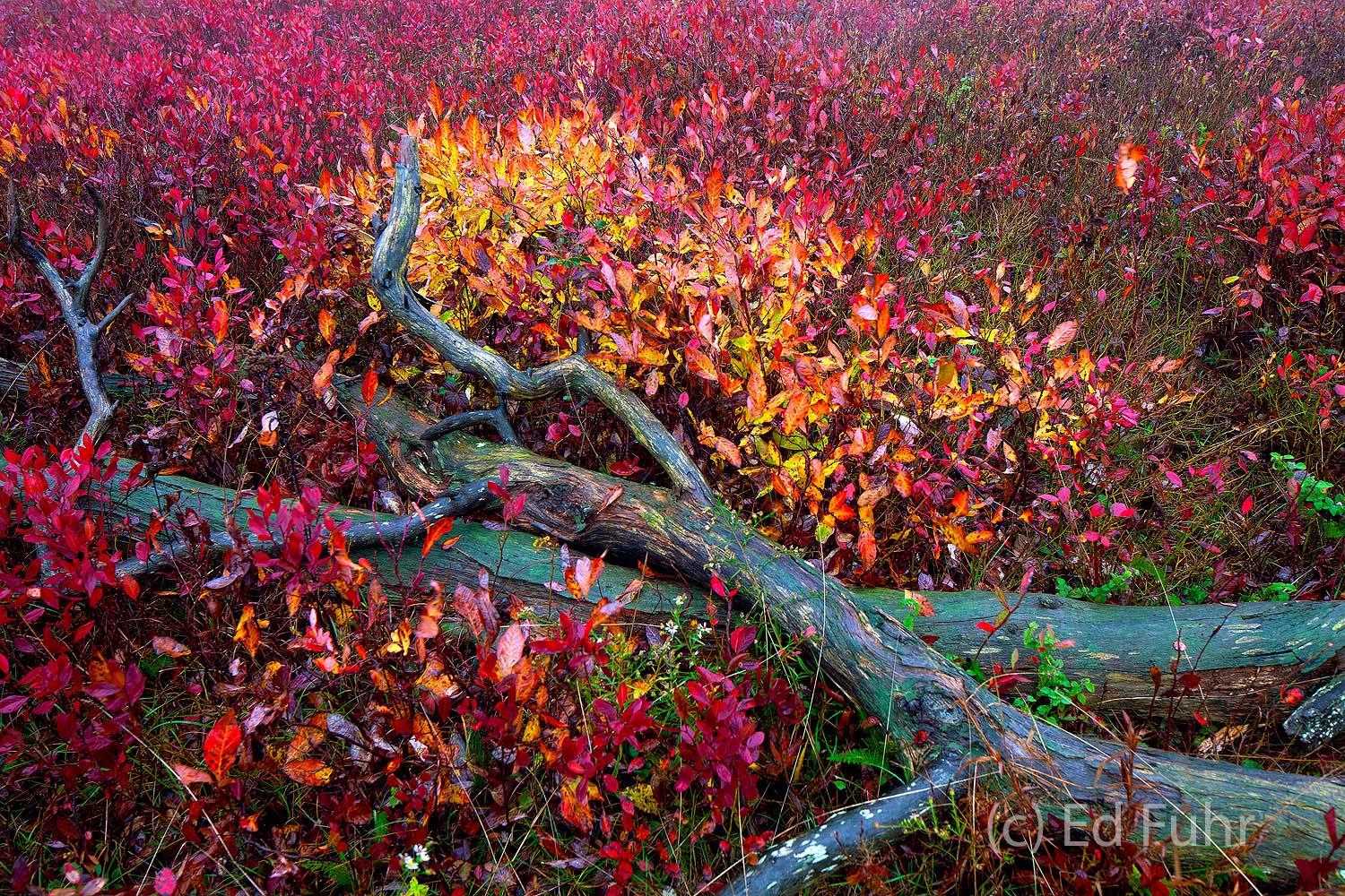 A fallen tree decays slowly among the berry bushes that color Big Meadows in autumn.