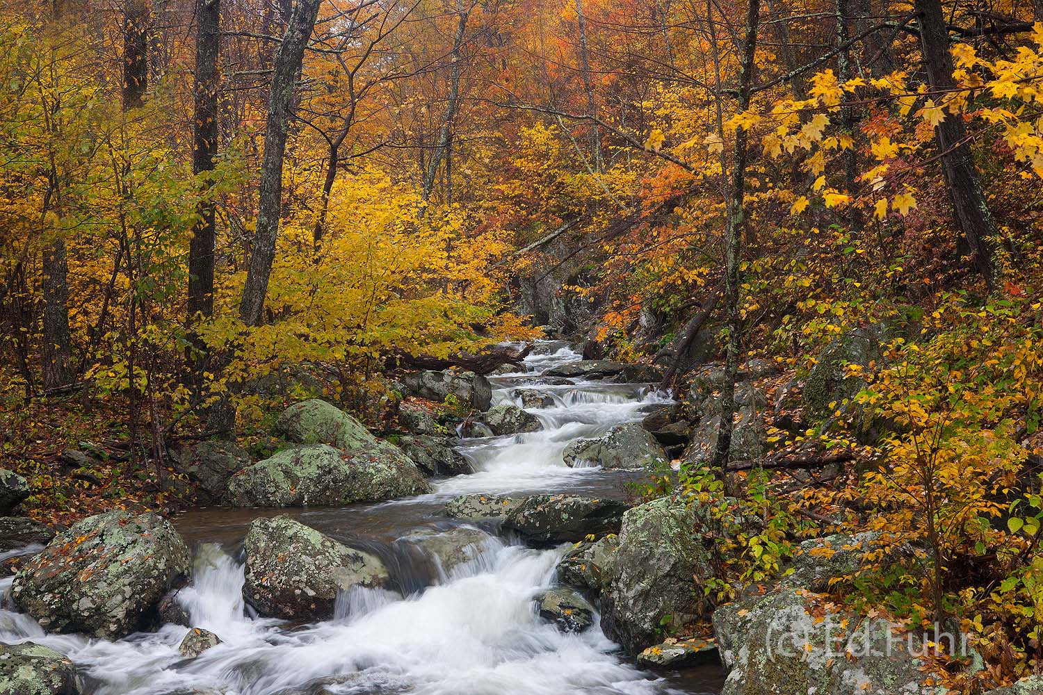 One of my my popular photographs, Whiteoak Fall, features a rushing cascade of high water and the rich autumn yellows of witch...