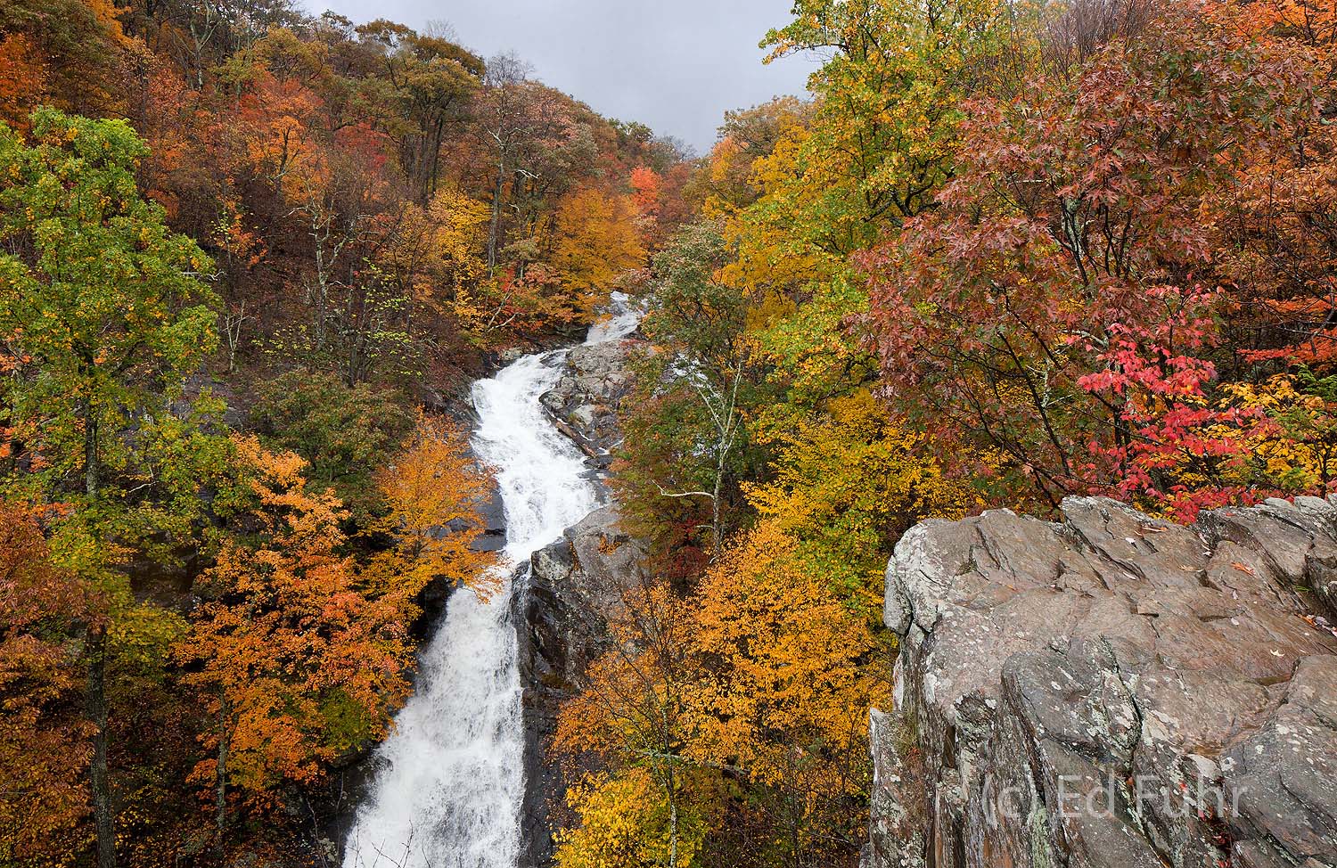 After a week of heavy rain, Whiteoak Waterfalls roars through and down this autumn canyon surrounded by autumn's fading colors...
