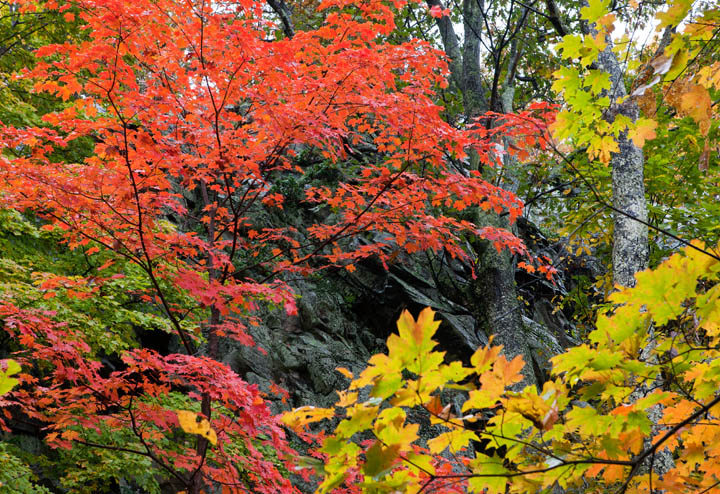 A red maple glows in the autumn light by Hazel Mountain Overlook.