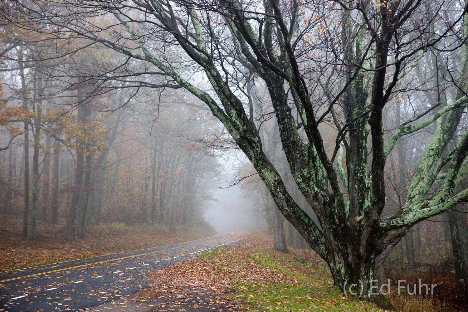 One of a series of this great maple at South River Overlook, this image captures the moment where fall's fog hovers over the...