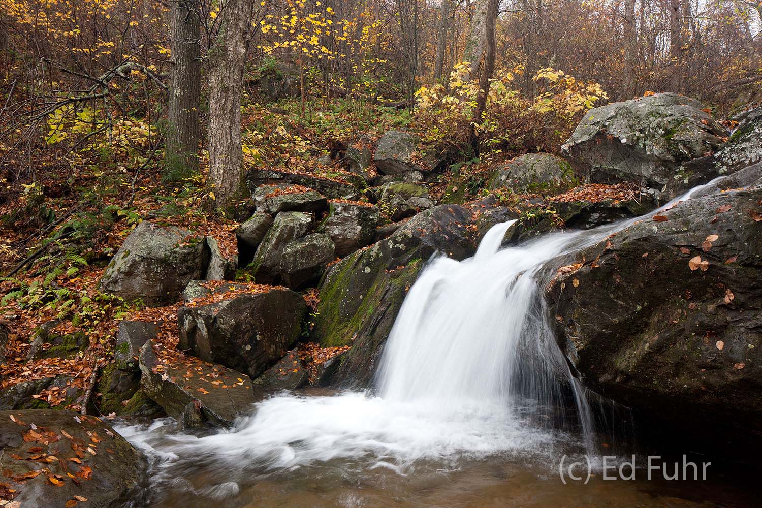 Hogcamp Branch of the Rose River offers a small but beautiful waterfall in the fading fall.