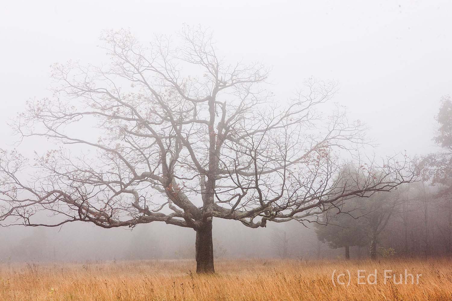 The grasses below the oak on Tanner Ridge provide a hint of color on this foggy late autumn day.