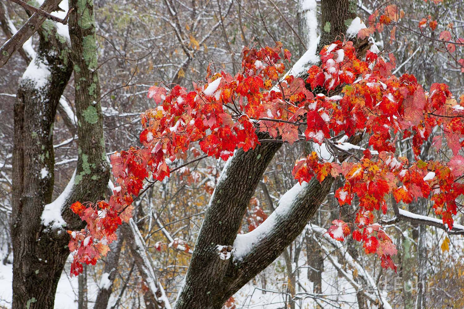 A red maple holds onto just a few of its final colorful leaves, a final reminder of fall, as winter's first snow arrives.