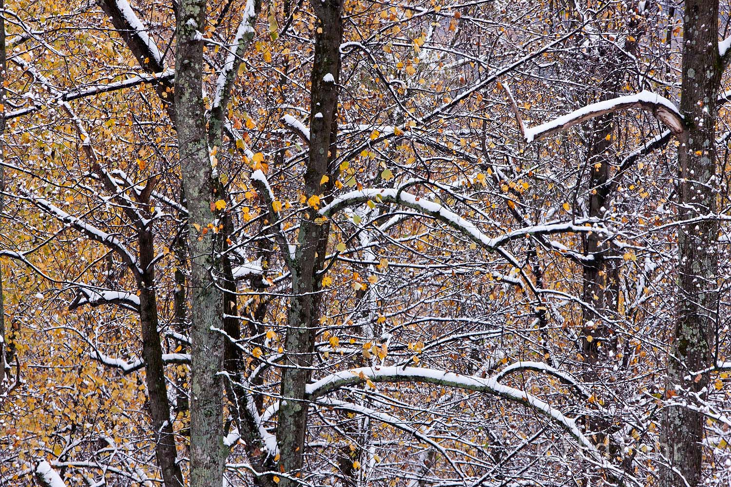 A dusting of snow covers the autumn branches.