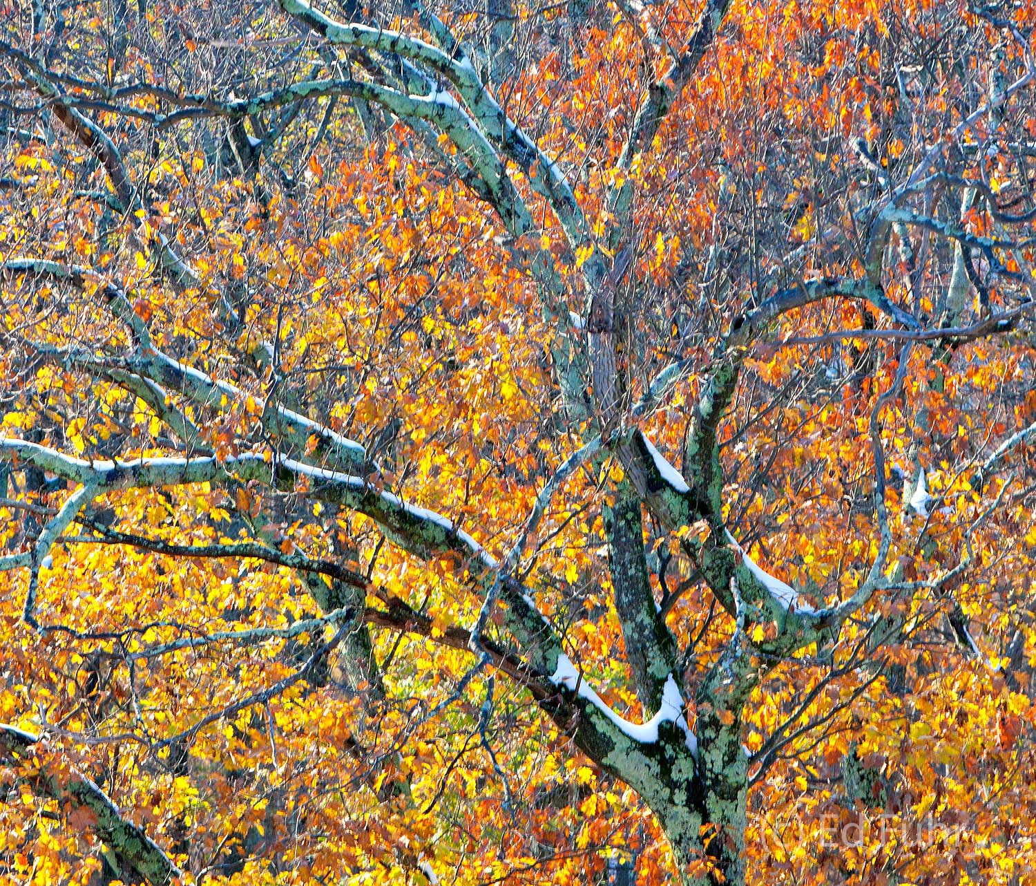 A dusting of snow hangs on the branches, highlighting falls' final colorful splash.