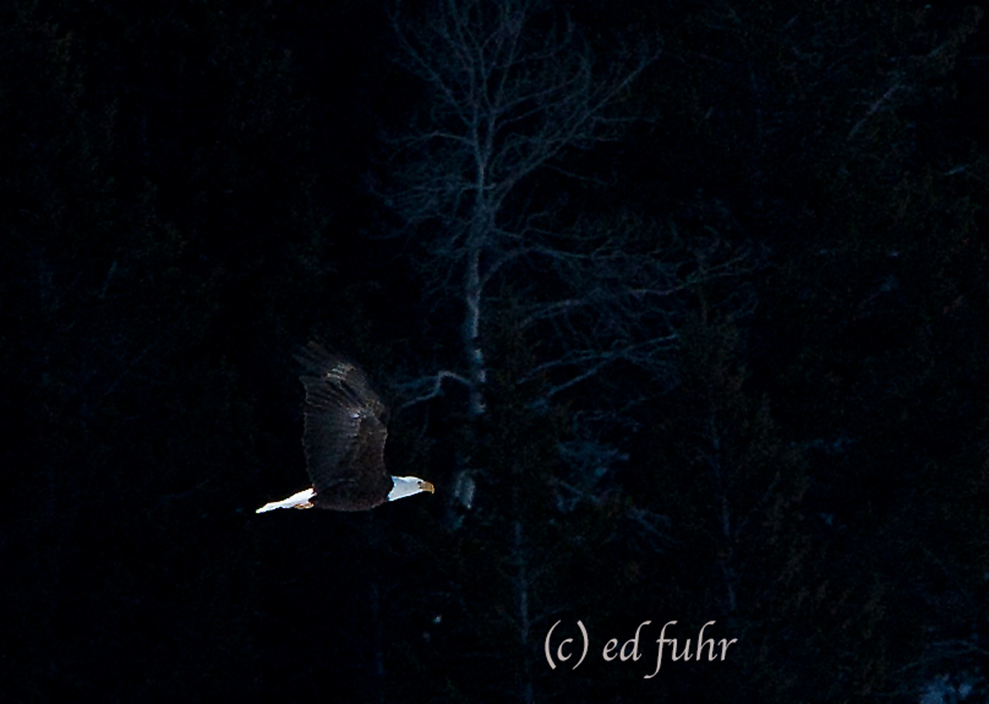 A bald eagle takes flight after being spooked from the elk carcass where it had been feeding.