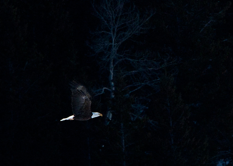 A bald eagle takes flight after being spooked from the elk carcass where it had been feeding&nbsp;