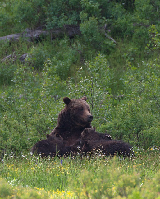 Dinnertime photo grizzly, bear, 399, cubs, tetons,, photo