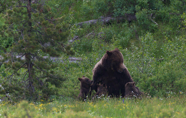 Too Rough photo grizzly, bear, 399, nursing, cubs, tetons, photo