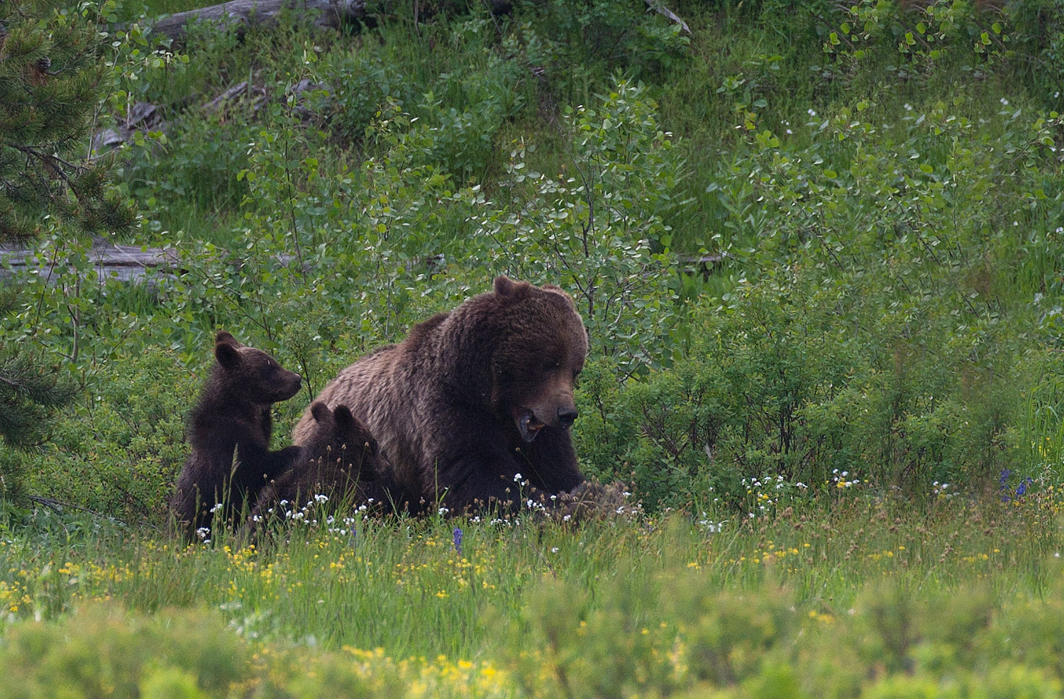 Smackdown photo 399, grizzly, bear, cubs, nursing, tetons, photo