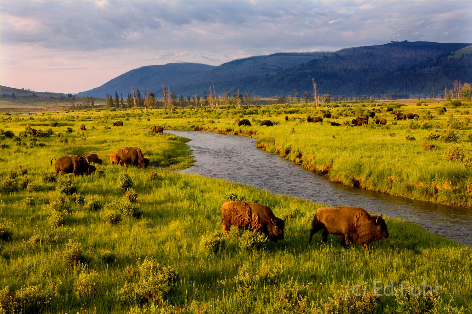 A herd of bison are on the move in early summer.  Before long, they will have relocated to cooler higher country.
