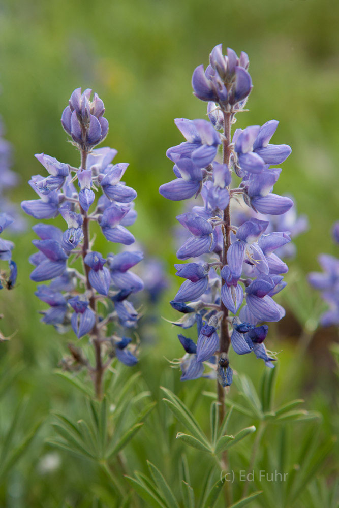 Common lupine can be found in many of Yellowstone's meadows in early summer.