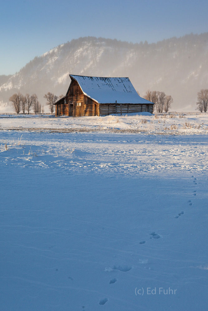 Wolf Tracks to Moulton Barn The hike in the dark and bitter cold has brought me to the barn for sunrise. On my way out, in the light of day, I see the solitary...