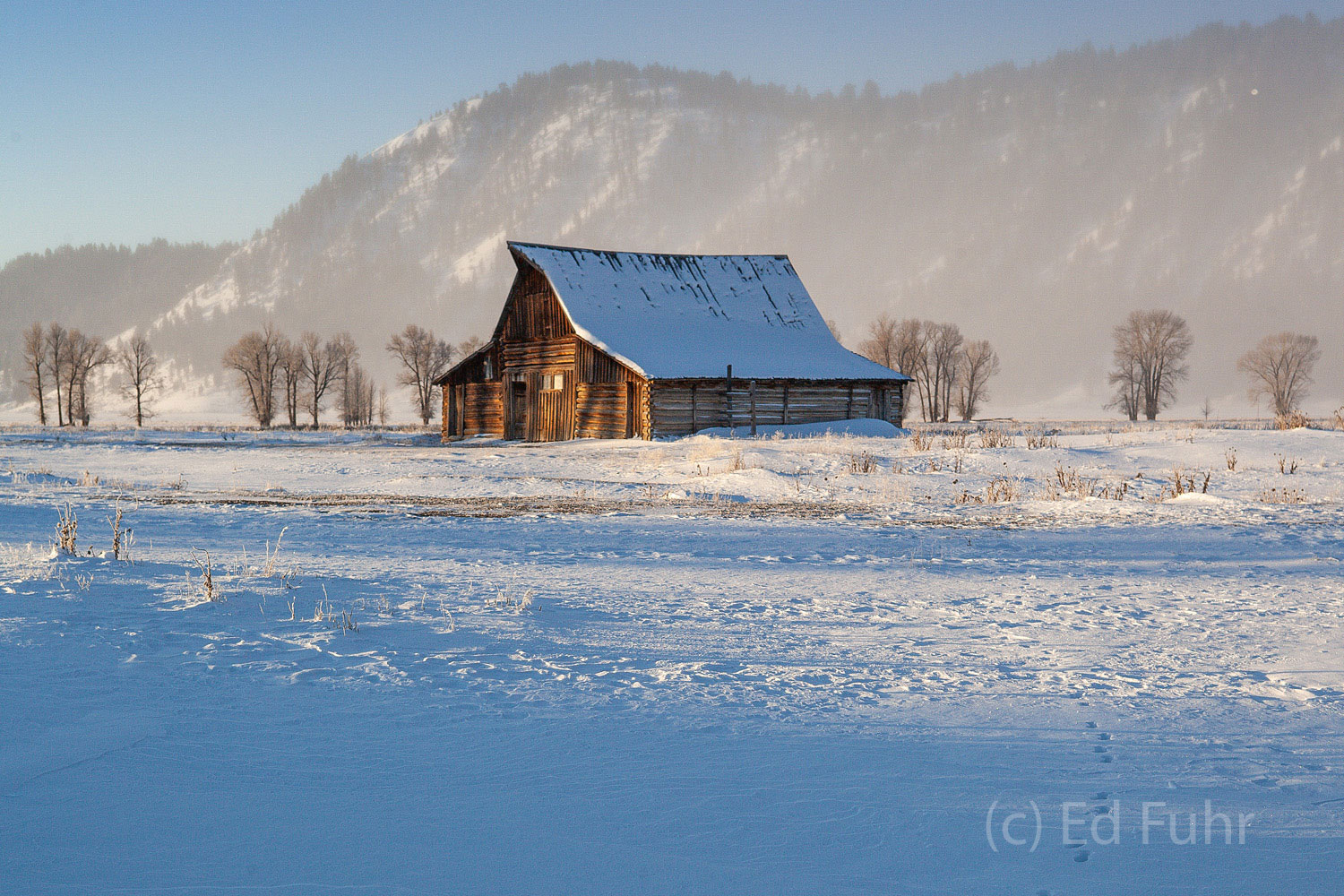 Wolf tracks in the snow, a clear winter morning and Moulton Barn stands in the snow. Moulton Barn basks in an illusory warm morning sun.